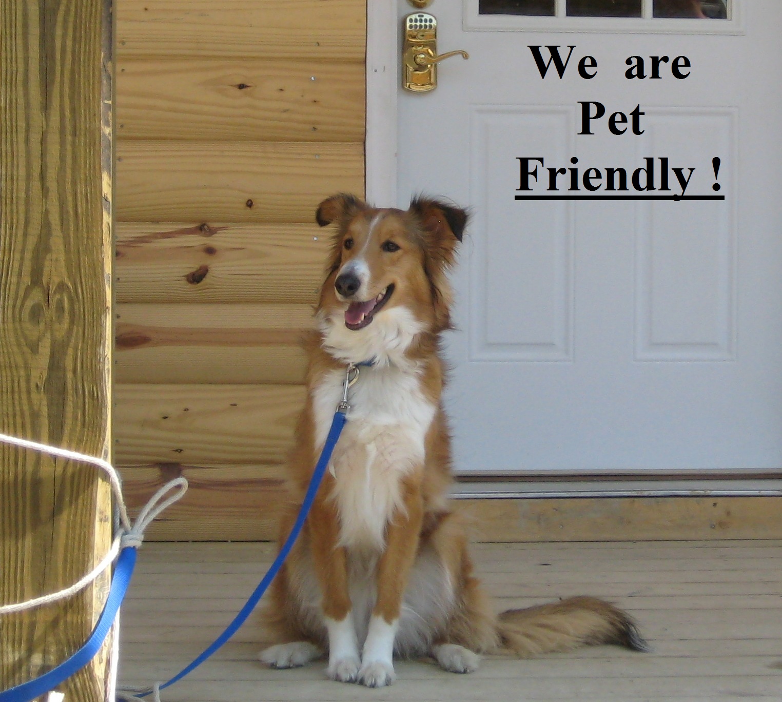 Happy Dog at New River Cabins West Virginia